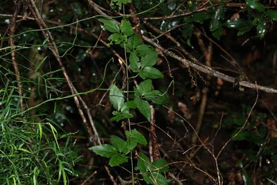 Nothoalsomitra suberosa, photographed by Greg Tasney