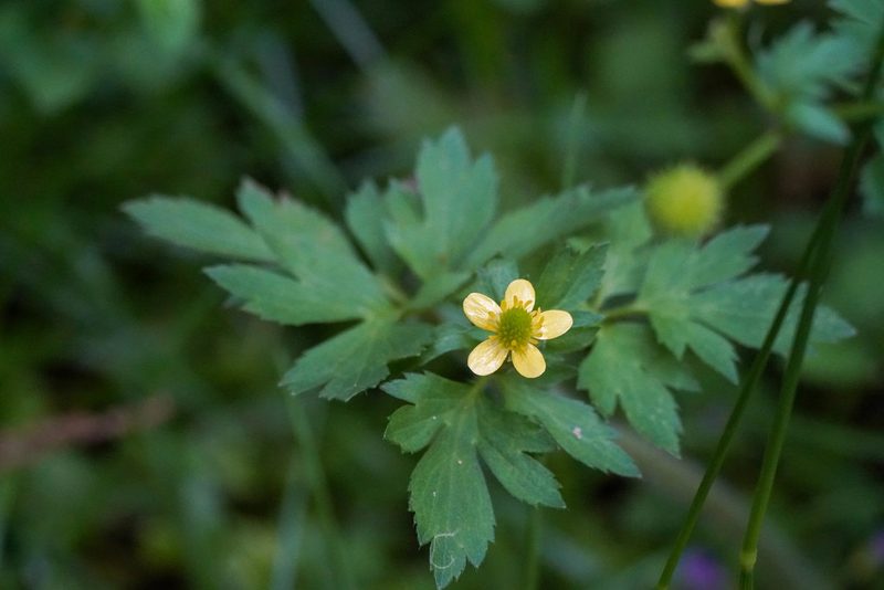 Ranunculus cantoniensis, photographed by WATANABE Hitoshi 渡辺仁