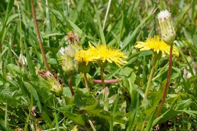 Taraxacum platycarpum, photographed by WATANABE Hitoshi 渡辺仁