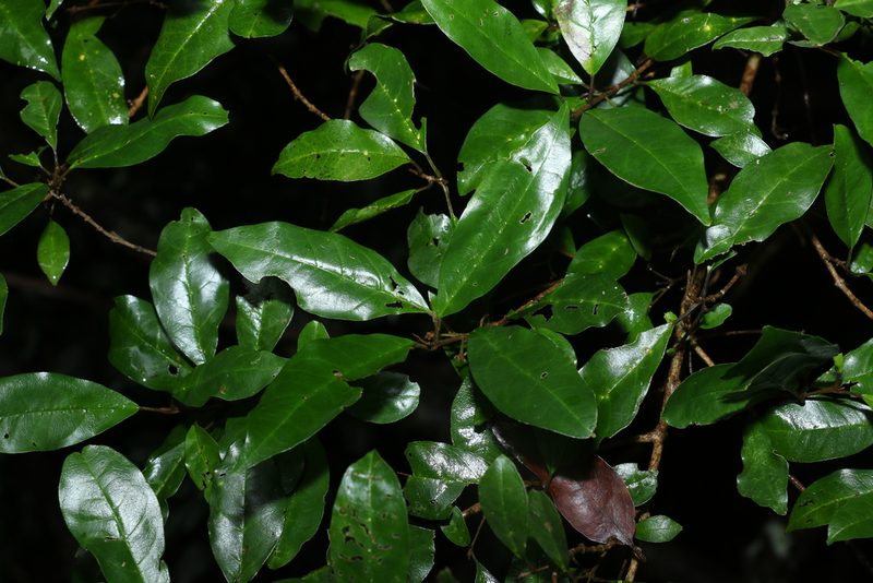 Vitex lignum-vitae, photographed by Greg Tasney