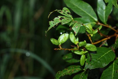 Arytera divaricata, photographed by Greg Tasney