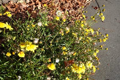 Senecio skirrhodon, photographed by Jon Sullivan