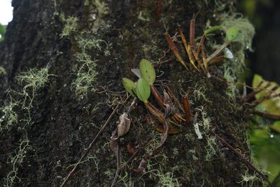 Dendrobium aemulum, photographed by Greg Tasney