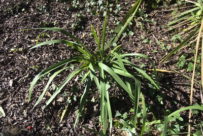 Iris foetidissima, photographed by Jon Sullivan