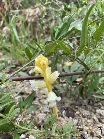 Orobanche crenata, photographed by Debora Barbato