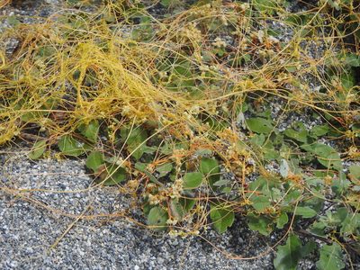 Cuscuta campestris, photographed by Yi-fan翊凡