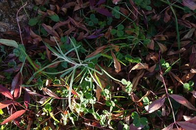 Senecio quadridentatus, photographed by Jon Sullivan