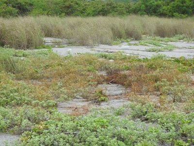 Cassytha filiformis, photographed by Yi-fan翊凡
