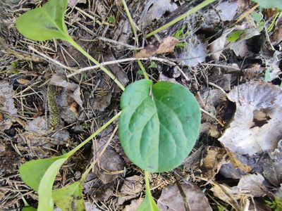 Pyrola rotundifolia, photographed by Ульяна Лалак