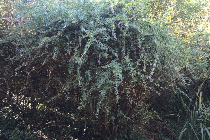 Berberis glaucocarpa, photographed by Jon Sullivan