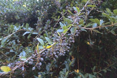 Berberis glaucocarpa, photographed by Jon Sullivan