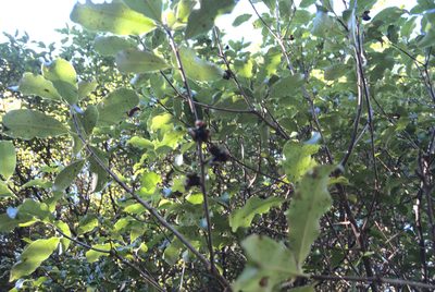 Pittosporum tenuifolium, photographed by Jon Sullivan