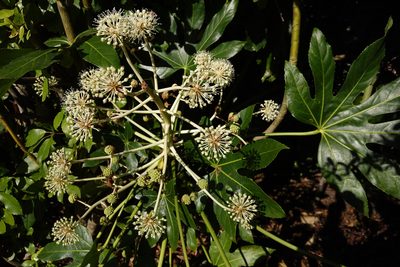 Fatsia japonica, photographed by Jon Sullivan
