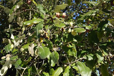 Pittosporum ralphii, photographed by Jon Sullivan