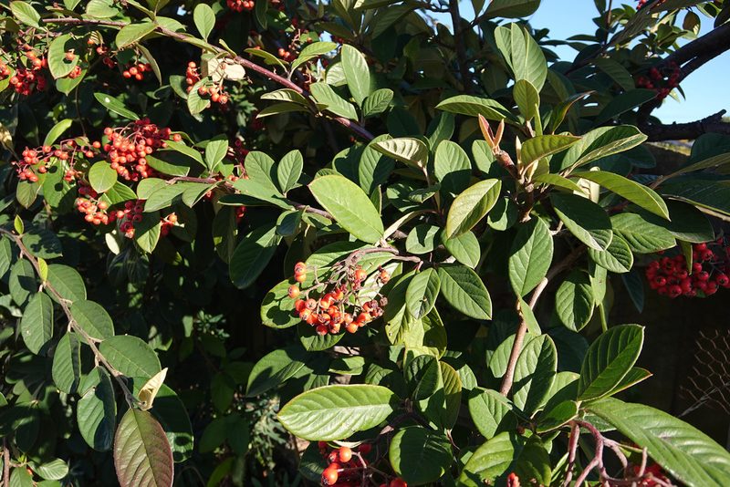 Cotoneaster coriaceus, photographed by Jon Sullivan
