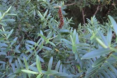 Veronica strictissima, photographed by Jon Sullivan