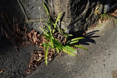 Agapanthus praecox, photographed by Jon Sullivan