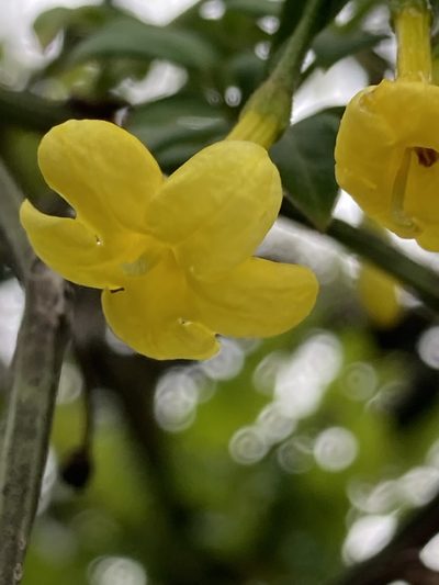 Chrysojasminum humile, photographed by John Kenrick Gibson