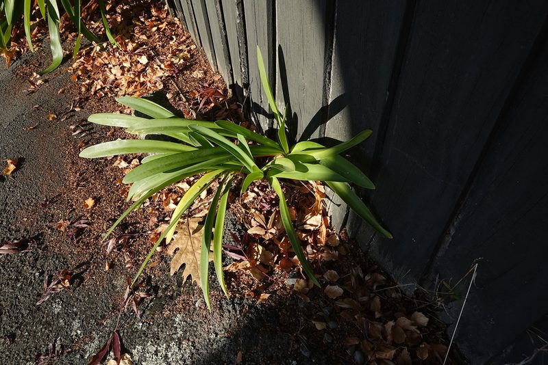 Agapanthus praecox, photographed by Jon Sullivan