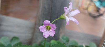 Oxalis debilis, photographed by Yamil J.R