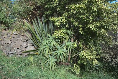 Aloe arborescens, photographed by Jon Sullivan