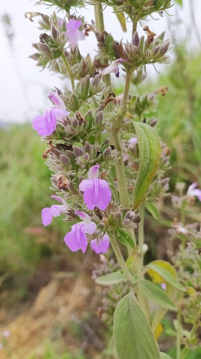 Anisomeles malabarica, photographed by Amar Bharathy