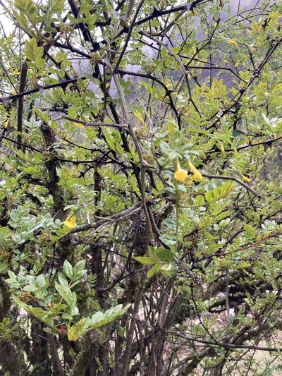 Chrysojasminum humile, photographed by John Kenrick Gibson