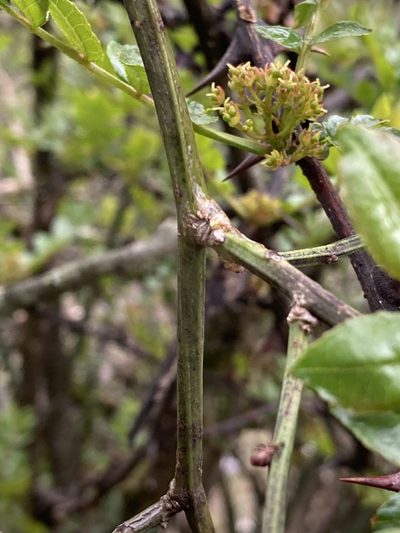 Chrysojasminum humile, photographed by John Kenrick Gibson