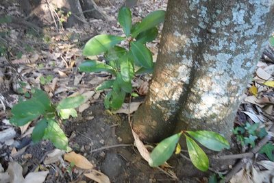 Corynocarpus laevigatus, photographed by Jon Sullivan