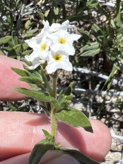Euploca humilis, photographed by Alan Weakley