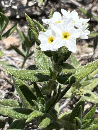 Euploca humilis, photographed by Alan Weakley