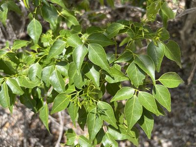 Amyris elemifera, photographed by Alan Weakley