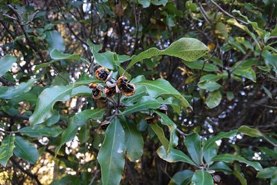 Pittosporum tenuifolium, photographed by Jon Sullivan