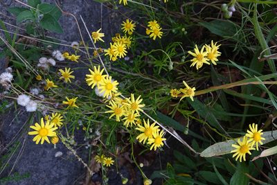 Senecio skirrhodon, photographed by Jon Sullivan