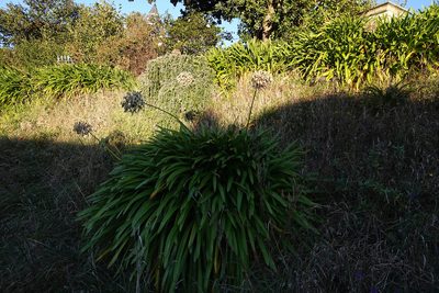 Agapanthus praecox, photographed by Jon Sullivan