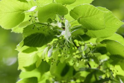 Tilia platyphyllos, photographed by Codrin Bucur