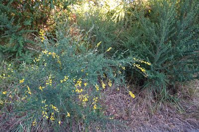 Genista stenopetala, photographed by Jon Sullivan