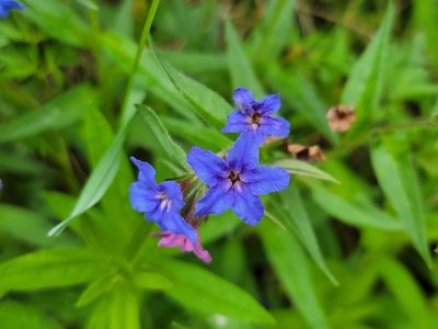 Aegonychon purpurocaeruleum, photographed by Elias