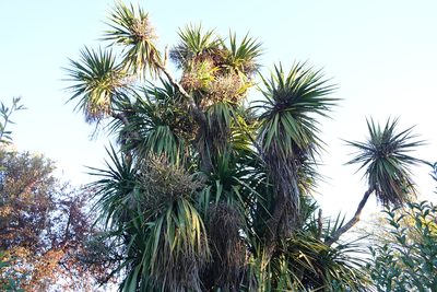 Cordyline australis, photographed by Jon Sullivan