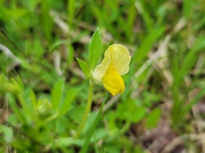 Lotus maritimus, photographed by Elias