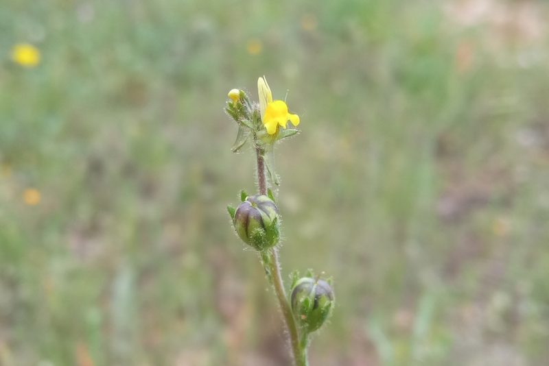 Linaria simplex, photographed by Josep Gesti