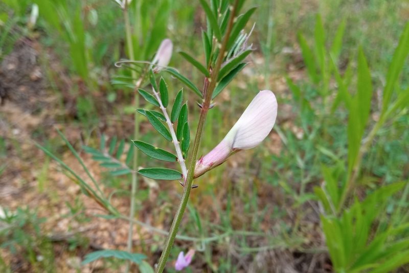 Vicia lutea, photographed by Josep Gesti
