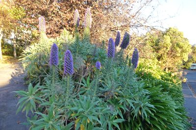 Echium candicans, photographed by Jon Sullivan