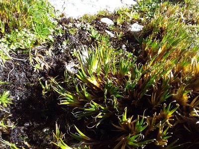 Distichia filamentosa, photographed by Humber Alberto
