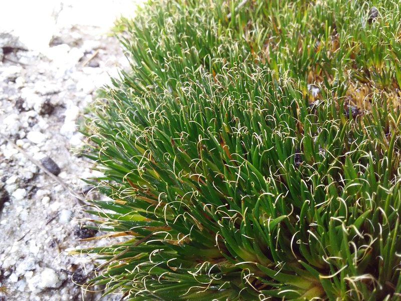Distichia filamentosa, photographed by Humber Alberto
