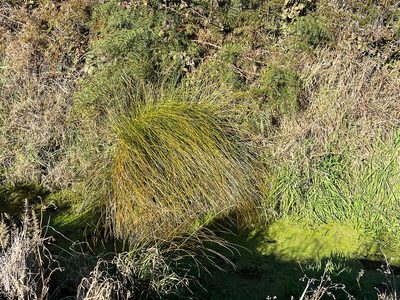 Carex secta, photographed by Jon Sullivan