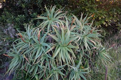 Aloe arborescens, photographed by Jon Sullivan