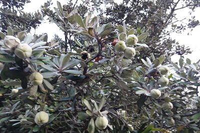 Pittosporum crassifolium, photographed by Jon Sullivan