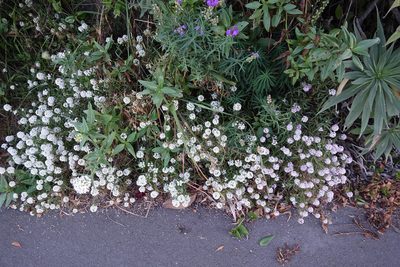 Lobularia maritima, photographed by Jon Sullivan