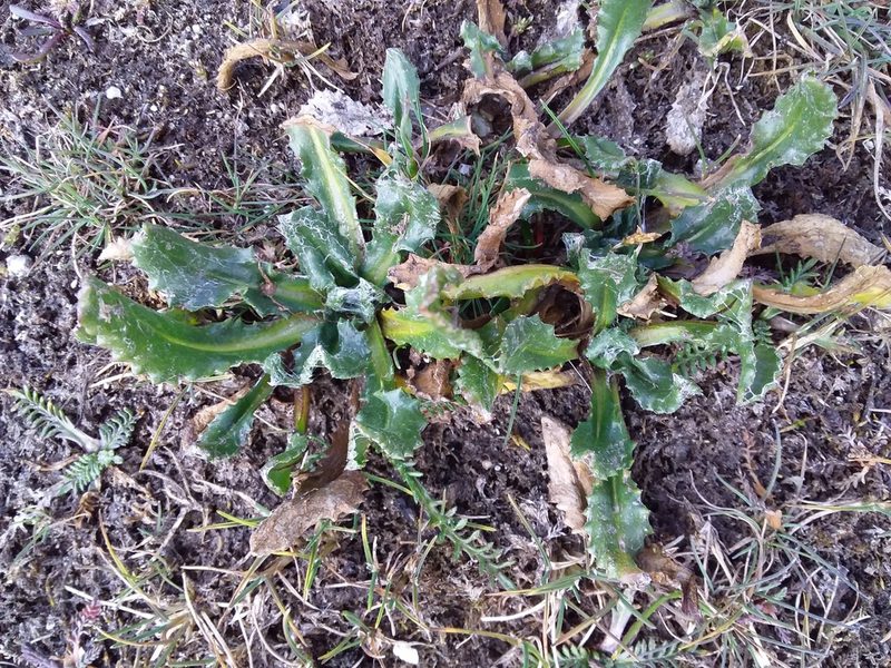 Senecio serratifolius, photographed by Humber Alberto